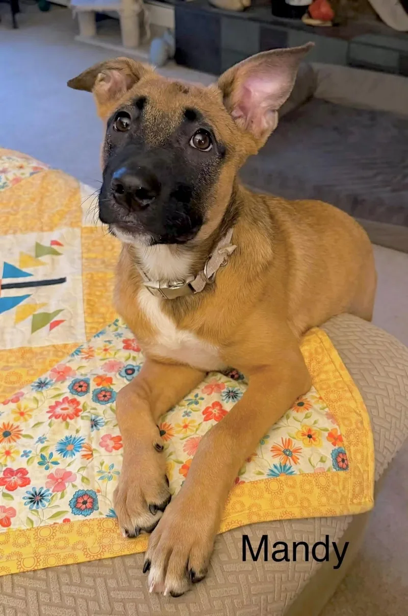 A baby large-sized female German Shepherd Dog dog named Mandy for adoption in Huntingtown, MD