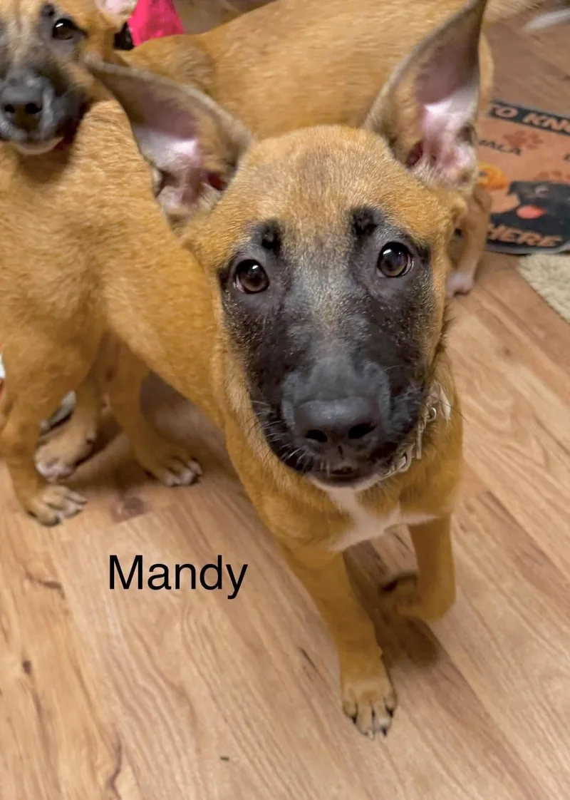 Mandy thumbnail 3