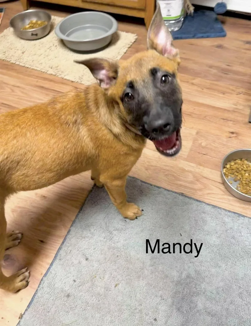 Mandy thumbnail 4