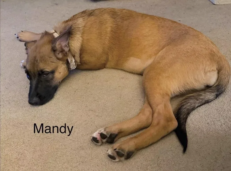 Mandy thumbnail 5