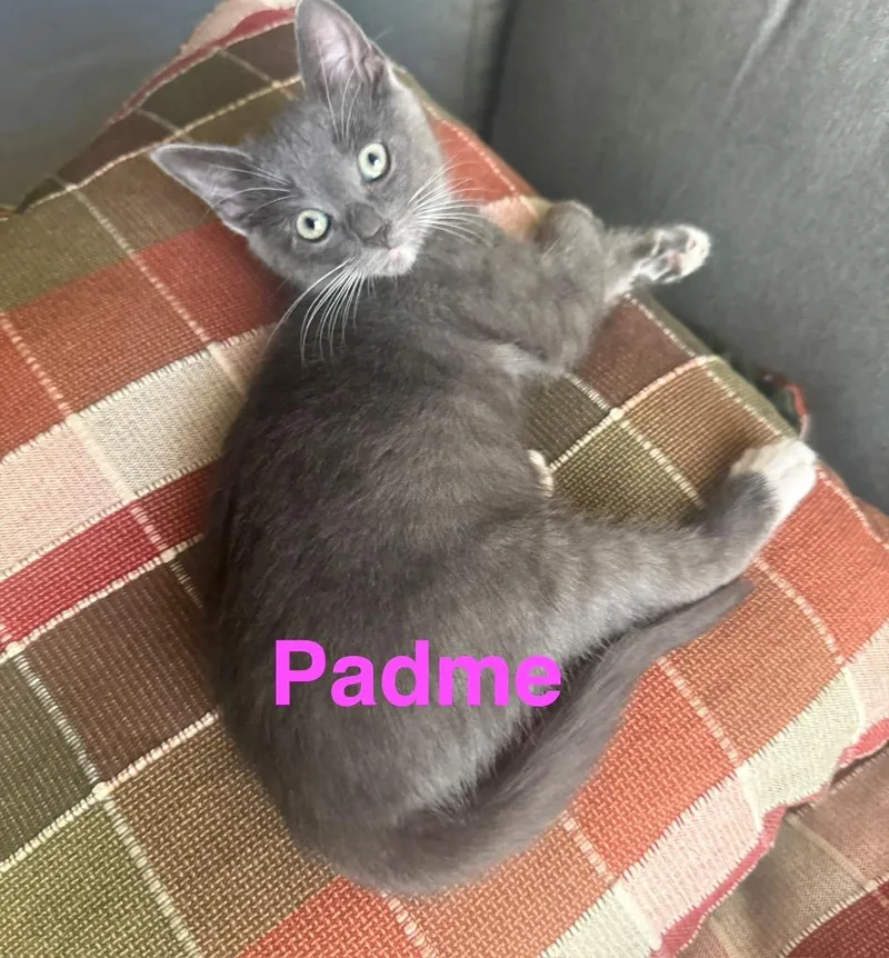 A baby medium-sized female Domestic Short Hair cat named Padme for adoption in San Pedro, CA