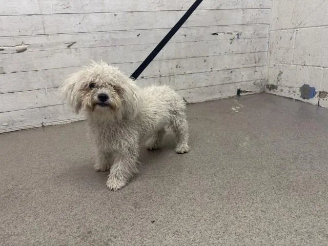 A young small-sized female Poodle dog named Darlene for adoption in San Bernardino, CA