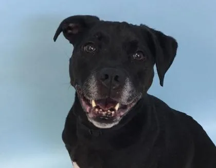An adult medium-sized female Pit Bull Terrier dog named Cece for adoption in Golden Valley, MN