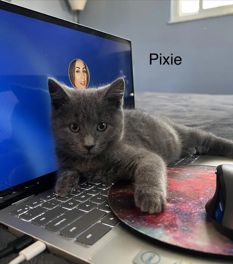 A baby small-sized female Gray / Blue / Silver Domestic Short Hair cat named Pixie for adoption in Telford, PA
