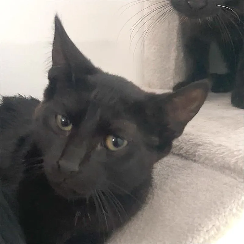 A baby small-sized male Black Domestic Short Hair cat named Galaxy for adoption in Manheim, PA