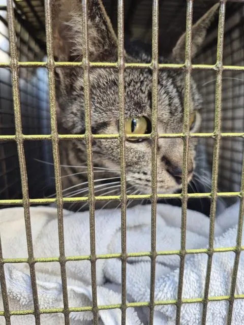 An adult medium-sized female Domestic Short Hair cat named Cove for adoption in San Antonio, TX