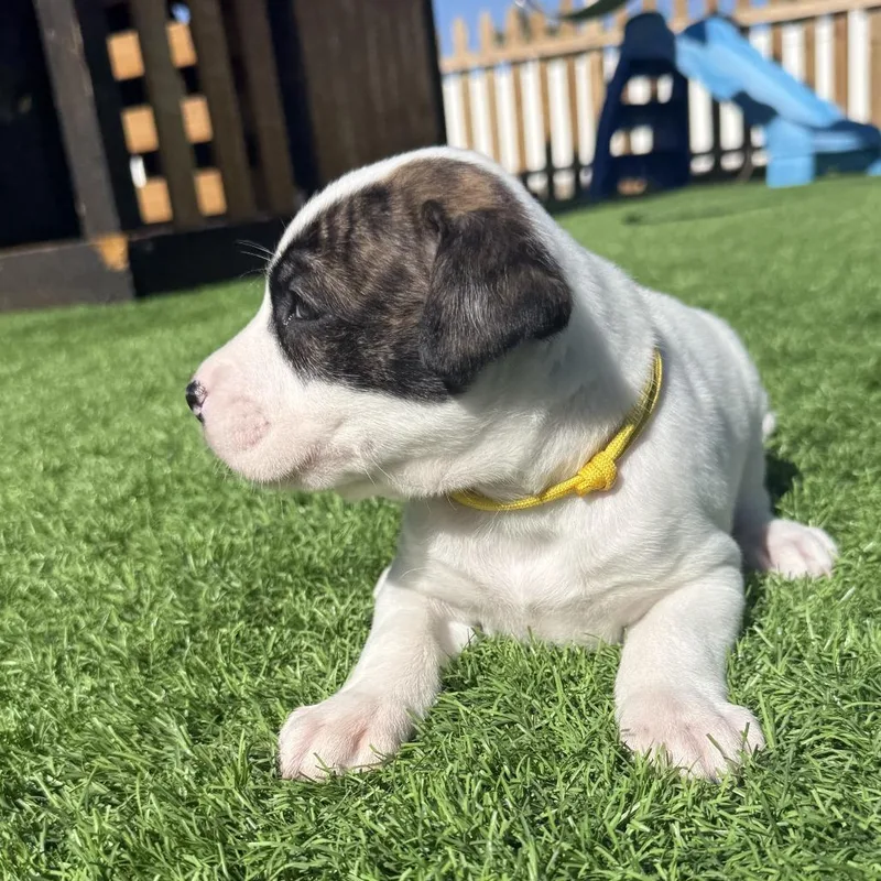 A baby small-sized male Yellow / Tan / Blond / Fawn Boxer dog named Snoopy for adoption in McMinnville, OR