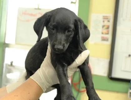 A baby medium-sized female Labrador Retriever dog named Janet for adoption in Picayune, MS