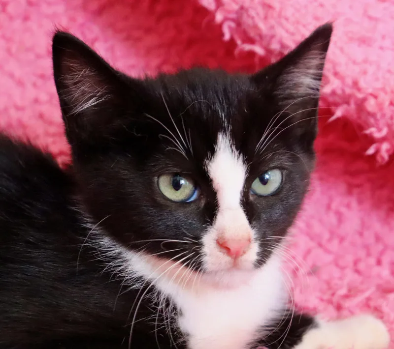 A baby medium-sized female Black & White / Tuxedo Tuxedo cat named Georgia for adoption in Saint Augustine, FL