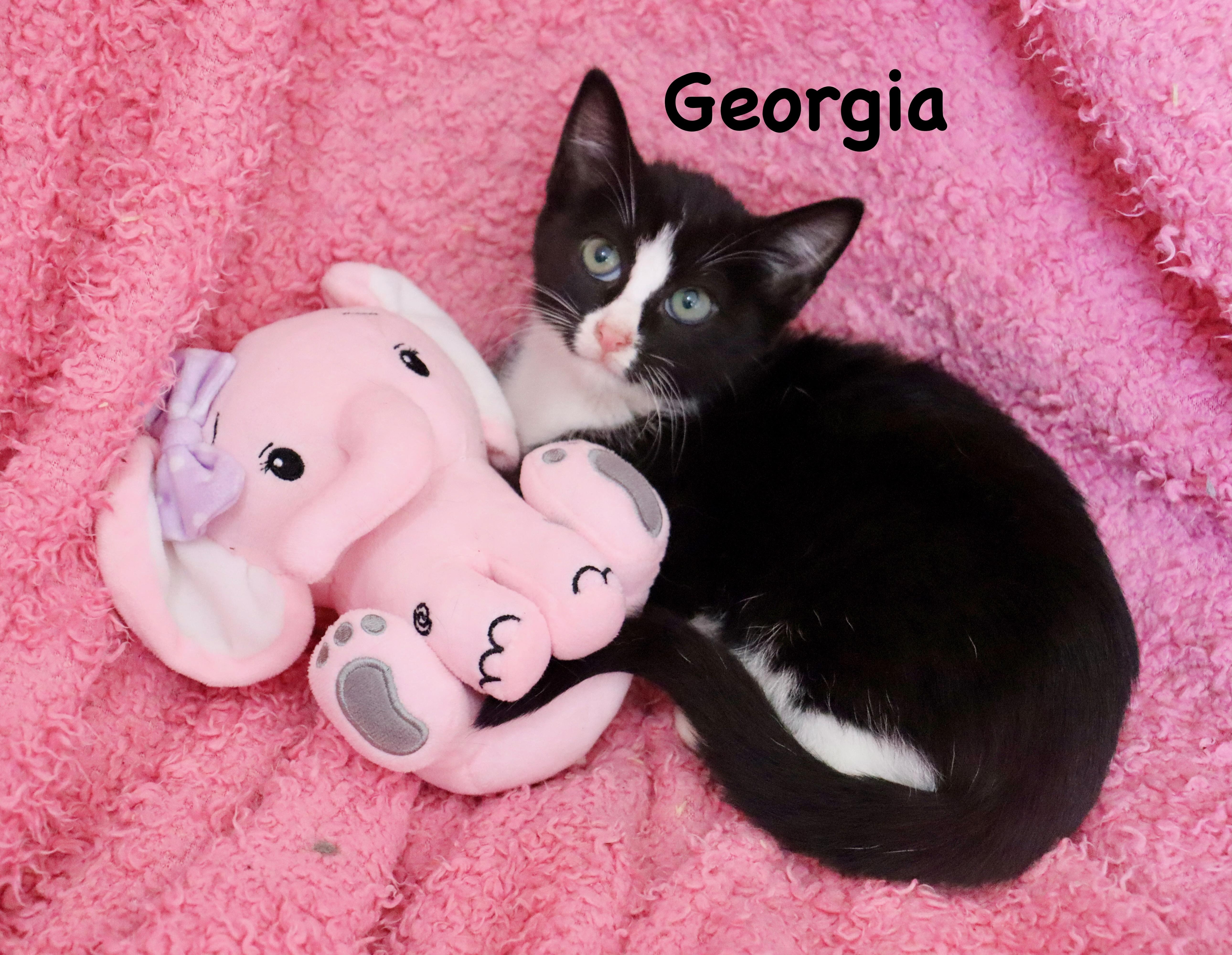 Georgia thumbnail 3