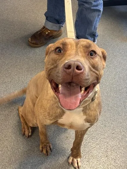 An adult medium-sized male Mixed Breed dog named Roscoe for adoption in West Chester, PA
