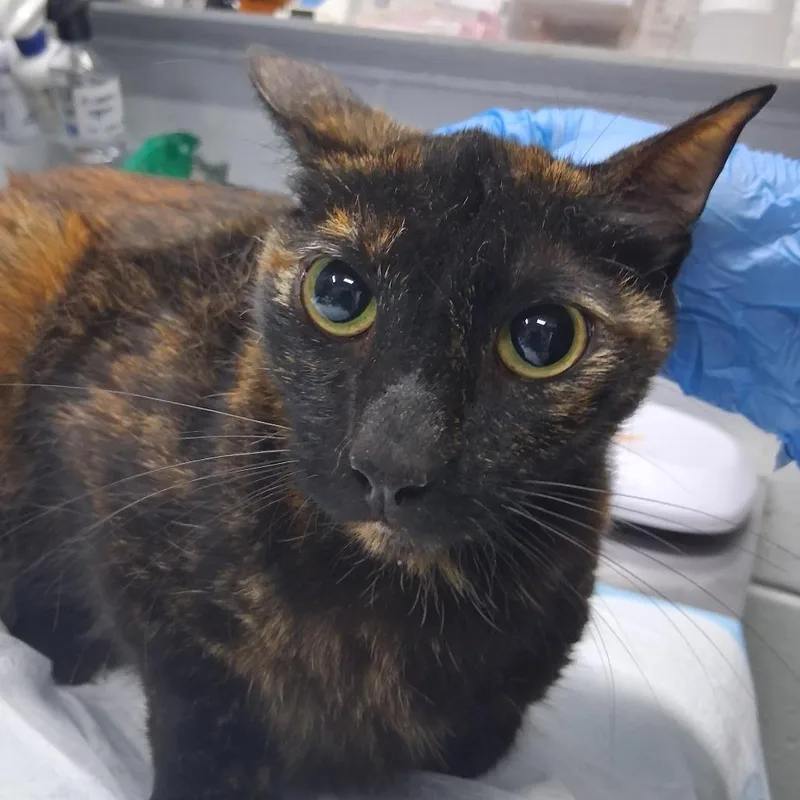 A senior medium-sized female Black Domestic Short Hair cat named Amber for adoption in Summerville, SC