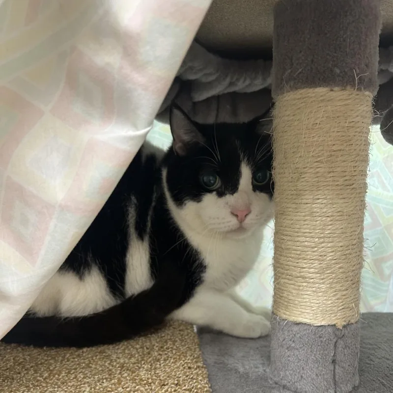 A senior large-sized male Black Domestic Short Hair cat named Chum for adoption in Bedford, NH