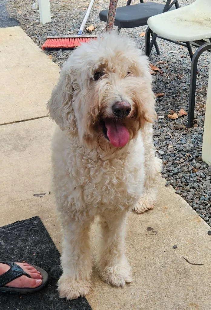 An adult medium-sized female Golden Retriever dog named Nala for adoption in Mocksville, NC