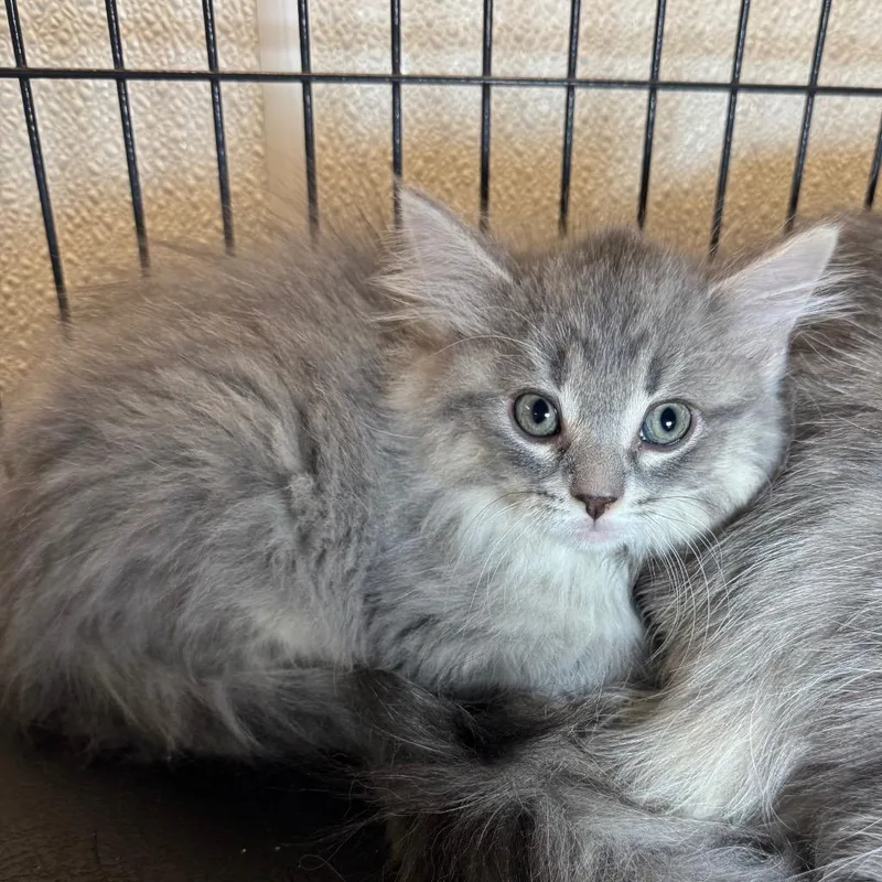 A baby medium-sized female Domestic Long Hair cat named Fluffer for adoption in Saginaw, MI