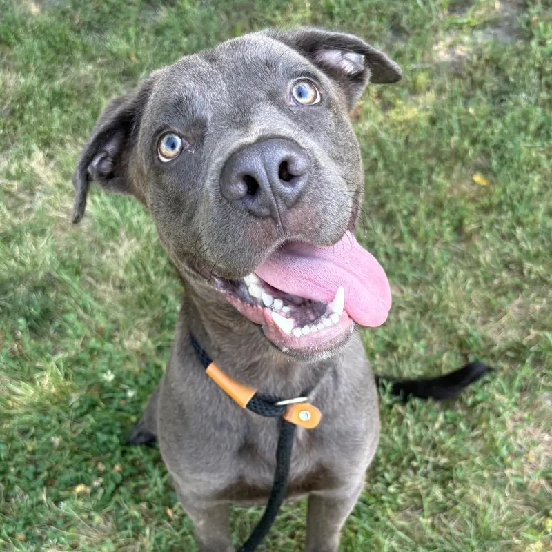A young small-sized male Gray / Blue / Silver Labrador Retriever dog named Zeus for adoption in St Joseph, MO