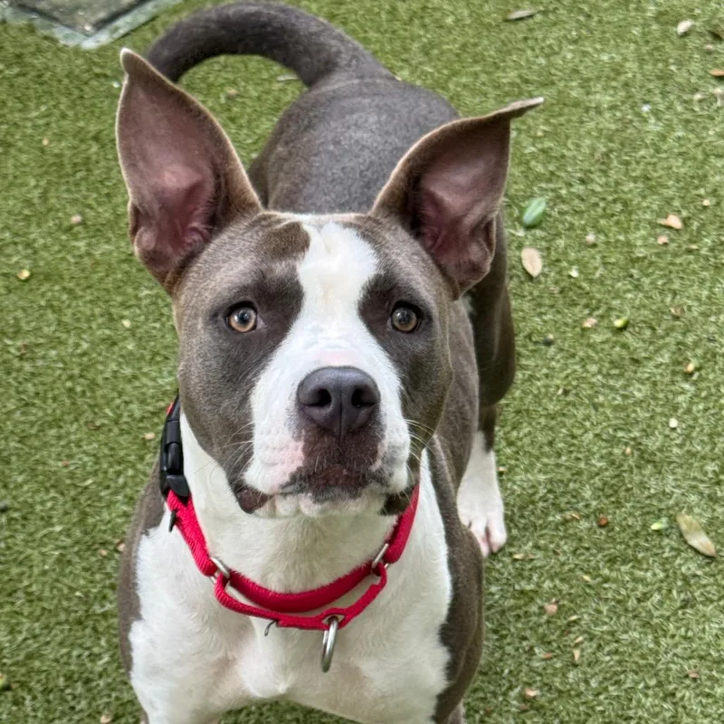 An adult medium-sized female Gray / Blue / Silver Mixed Breed dog named Jessie for adoption in Titusville, FL