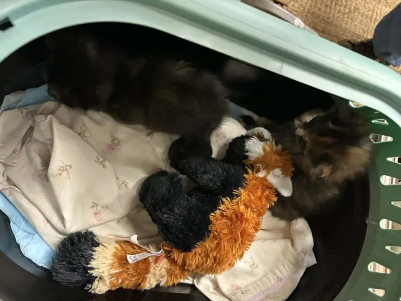 A baby small-sized male Black Domestic Short Hair cat named Jinu for adoption in LITTLE MOUNTAIN, SC