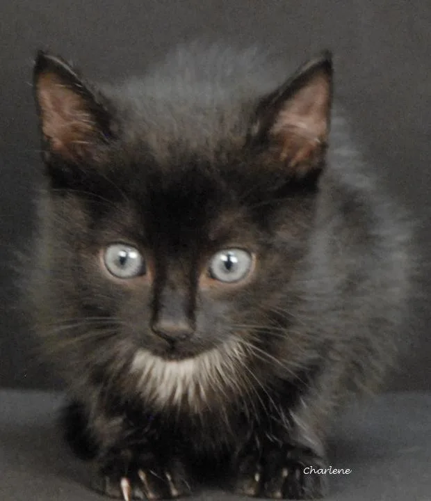 A baby medium-sized female Black American Shorthair cat named Paparazzi for adoption in Newland, NC