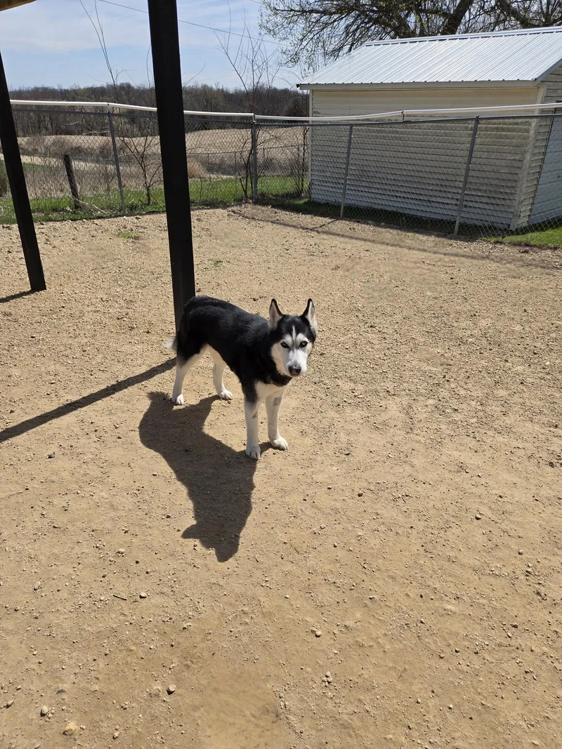 An adult medium-sized female Husky dog named Tala for adoption in Maquoketa, IA
