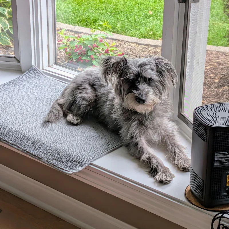 Mochi