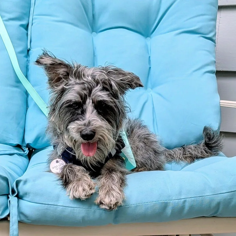 Mochi thumbnail 4
