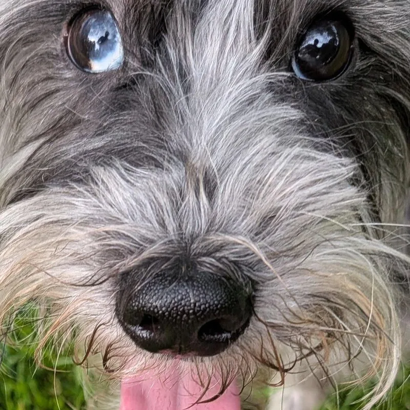 Mochi thumbnail 5