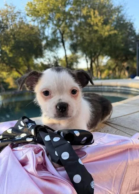 A baby small-sized female White / Cream Terrier dog named Grease Litter PA  for adoption in Vernon, CT