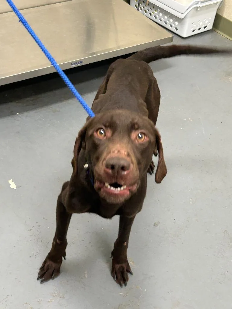 An adult large-sized male Labrador Retriever dog named 2026-06-107 for adoption in Winder, GA