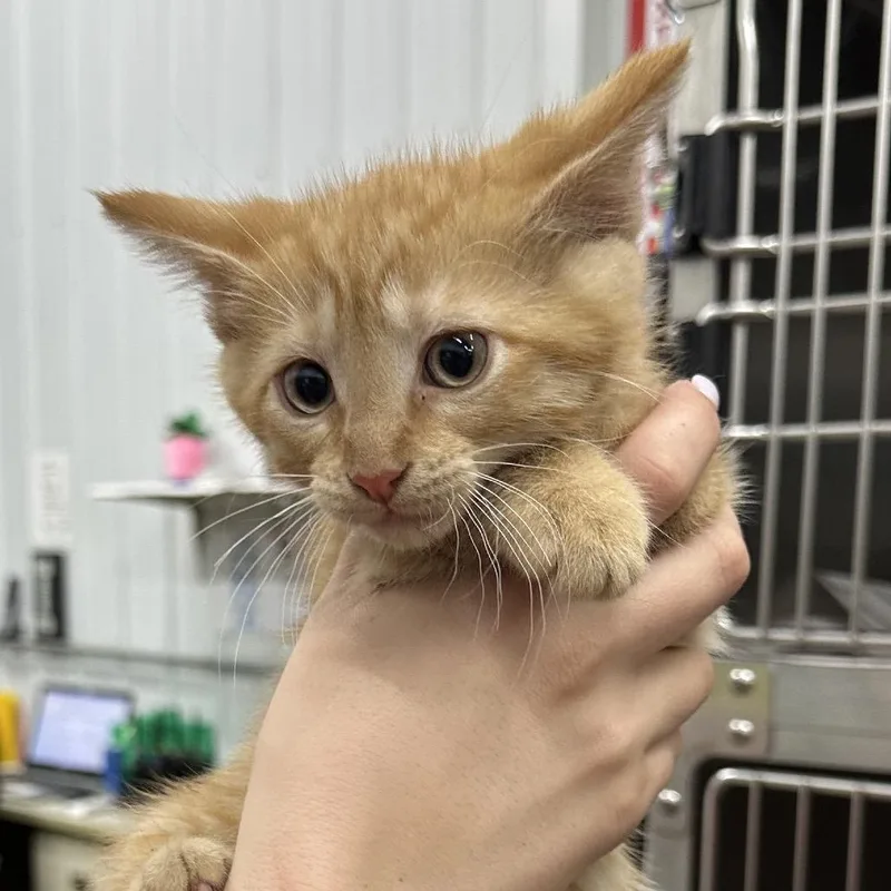 A baby small-sized male Domestic Short Hair cat named Sunglasses for adoption in Corbin, KY