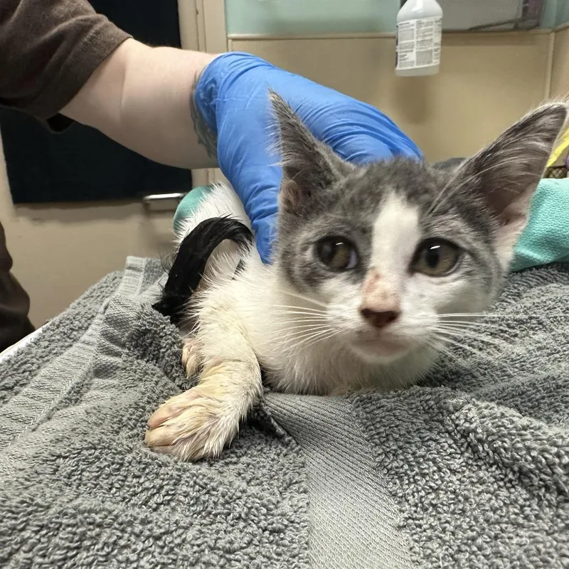 A baby small-sized female Gray / Blue / Silver Domestic Short Hair cat named Leonore for adoption in Tacoma, WA