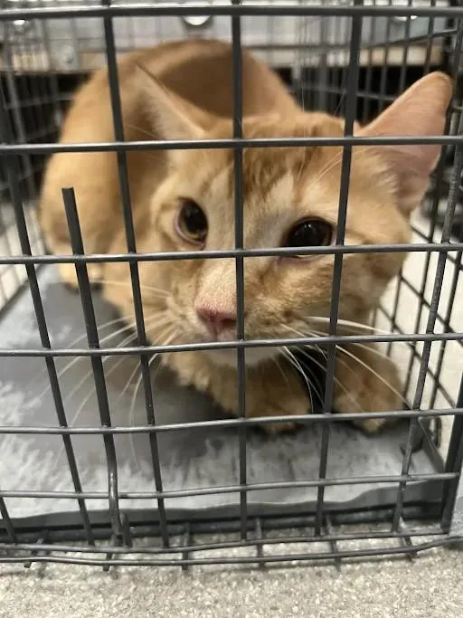 A young large-sized male Domestic Short Hair cat named Gideon for adoption in Las Vegas, NV