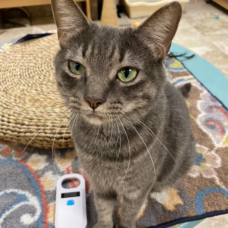 An adult large-sized female Gray / Blue / Silver Domestic Short Hair cat named Augustine for adoption in Titusville, FL