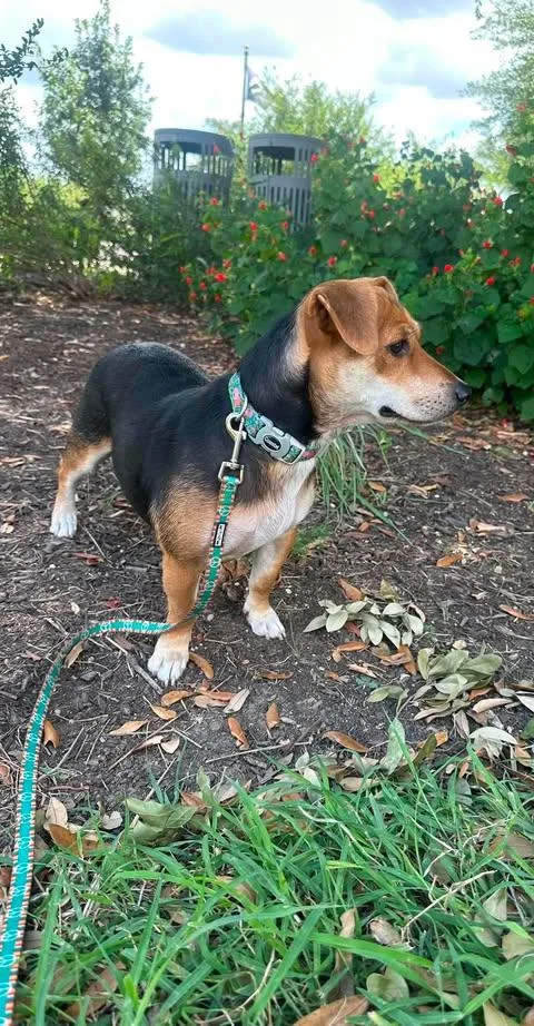 A young small-sized female Tricolor (Brown, Black, & White) Beagle dog named Mabel for adoption in Vernon, CT
