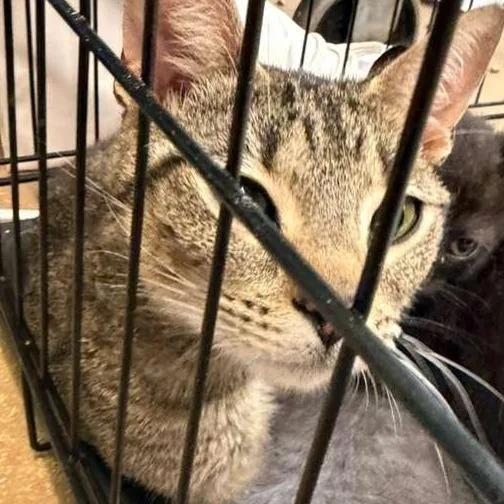 An adult medium-sized female Black Domestic Short Hair cat named Broadway Mom for adoption in Gadsden, AL
