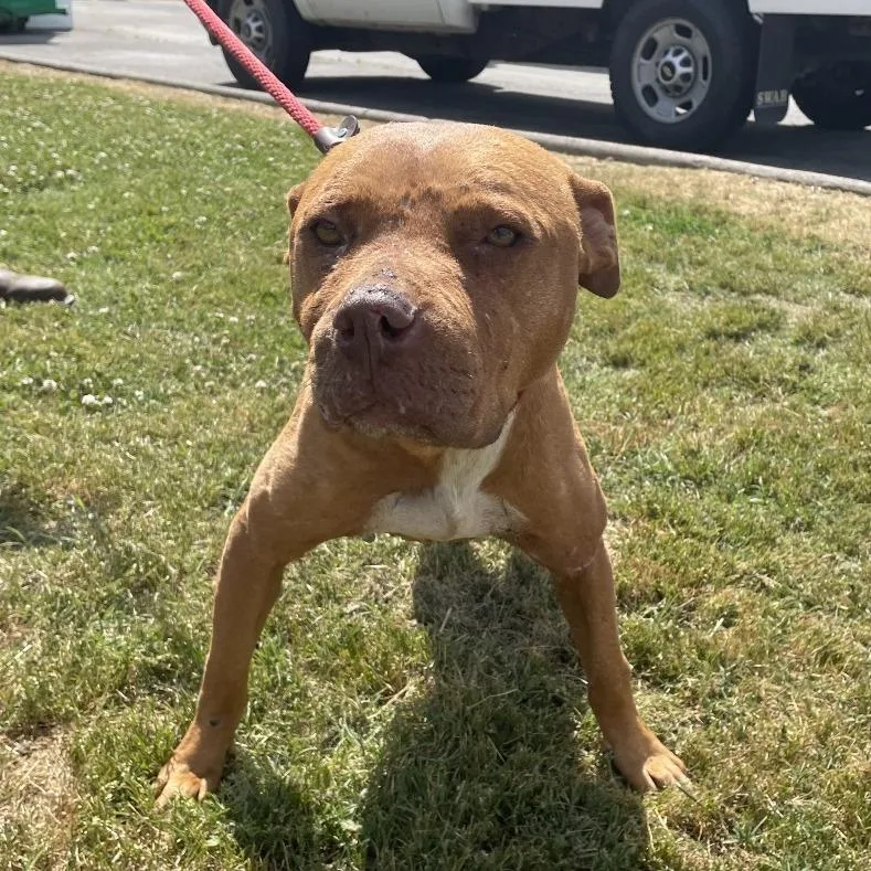 An adult medium-sized female Yellow / Tan / Blond / Fawn Mixed Breed dog named Bambi for adoption in Chattanooga, TN