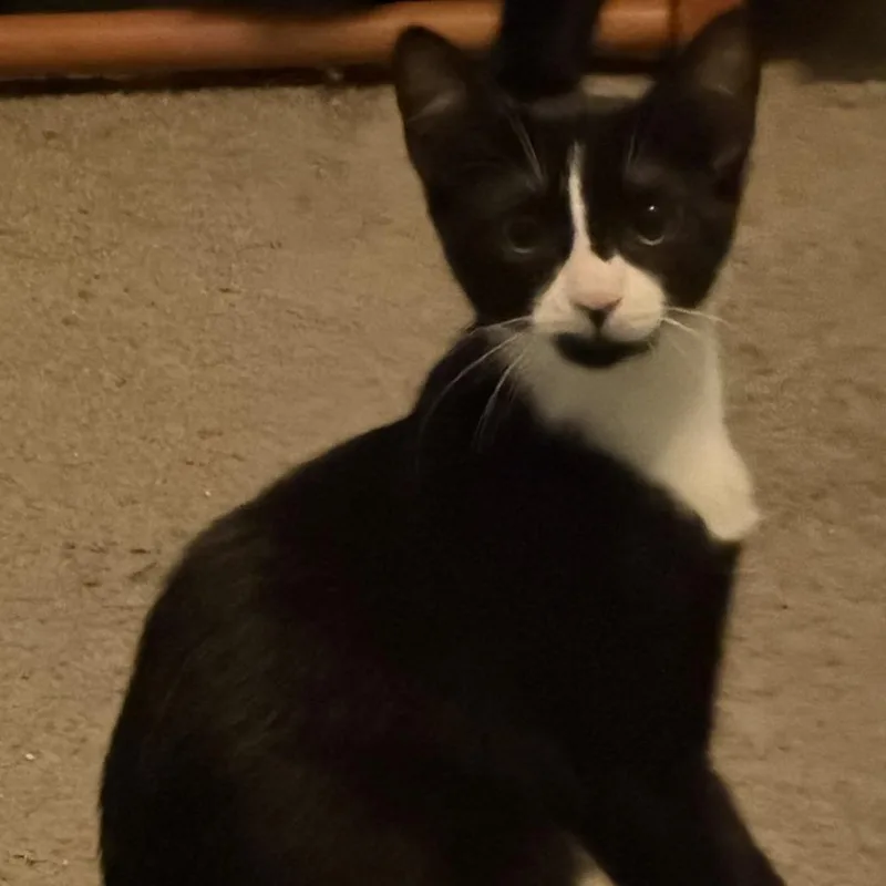 A baby small-sized female Black Domestic Short Hair cat named Milkshake for adoption in Wind Gap, PA