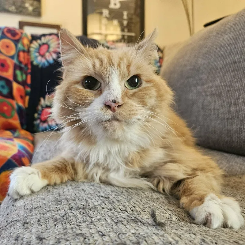 A senior large-sized female Orange & White Domestic Long Hair cat named Marmalade for adoption in Scranton, PA
