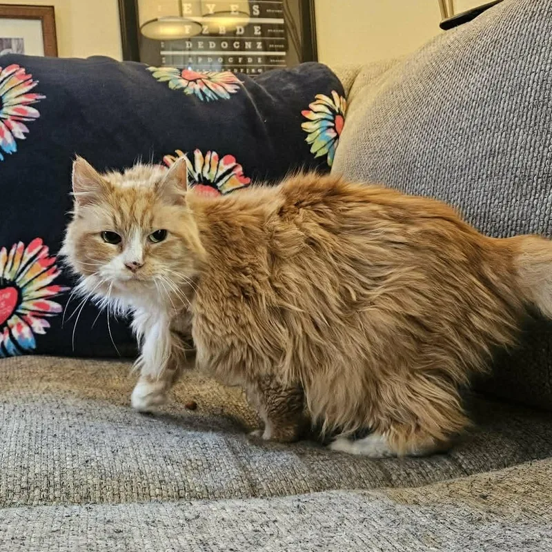 Marmalade thumbnail 2