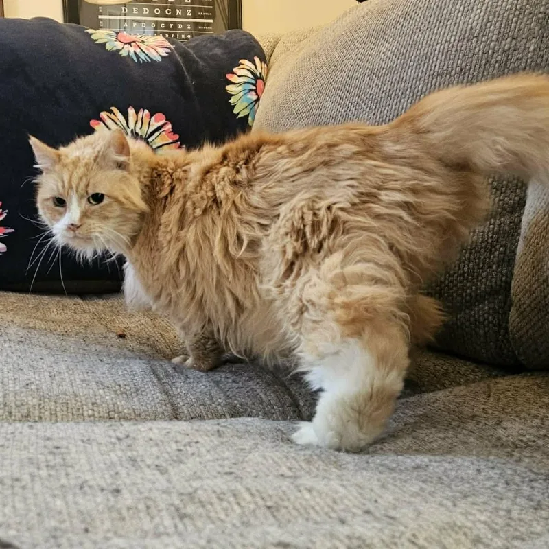 Marmalade thumbnail 3