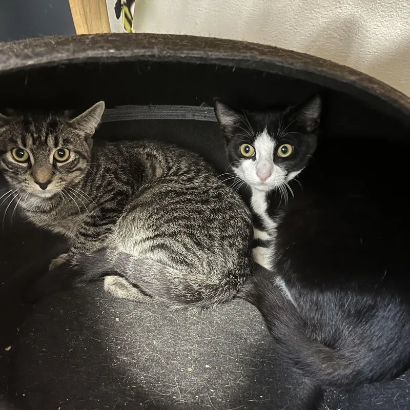 A baby small-sized male Black & White / Tuxedo Domestic Short Hair cat named Selkie for adoption in North Haven, CT