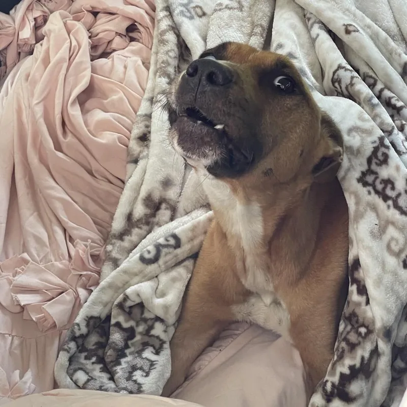 An adult medium-sized female Yellow / Tan / Blond / Fawn Mixed Breed dog named Strayfloydroad for adoption in Columbus, GA