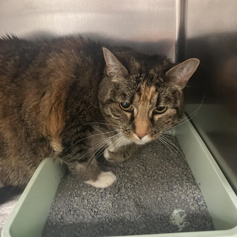A senior large-sized female Torbie Domestic Short Hair cat named Patty for adoption in Auburn, AL