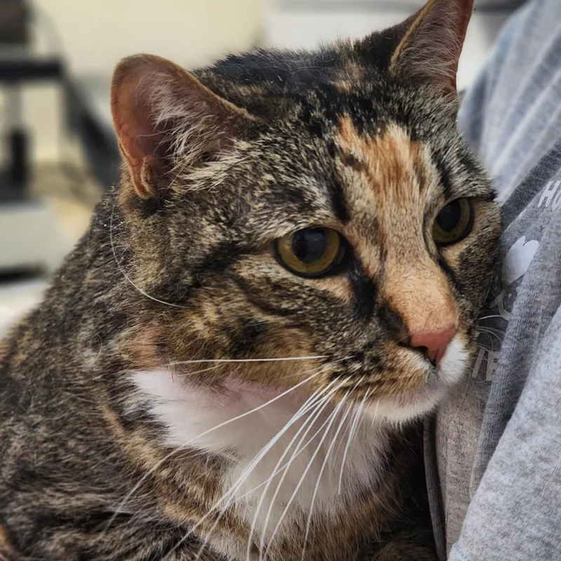 Patty thumbnail 3