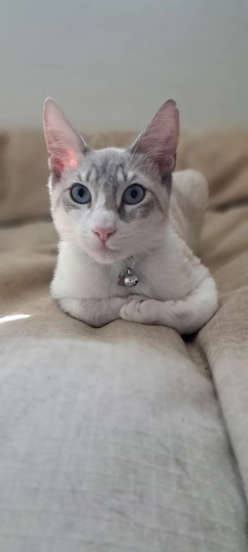 A baby medium-sized male Domestic Short Hair cat named Fonzie for adoption in Dixon, CA