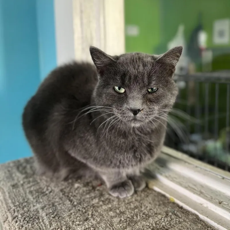 An adult extra large-sized male Gray / Blue / Silver Domestic Short Hair cat named Smokey for adoption in Edwardsville, IL
