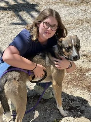 An adult large-sized male Terrier dog named Freddie aka Krypto the for adoption in Lebec, CA