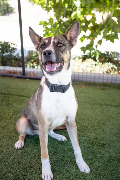 Freddie aka Krypto the thumbnail 2