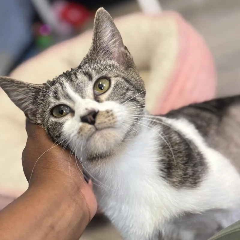 A young medium-sized female White Domestic Short Hair cat named Moxie for adoption in Pasadena , MD