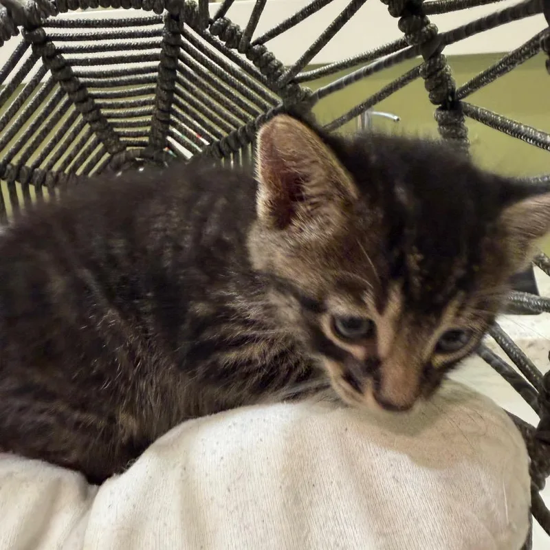 A baby small-sized male Brown / Chocolate Domestic Medium Hair cat named Clark Gable for adoption in Flower Mound, TX
